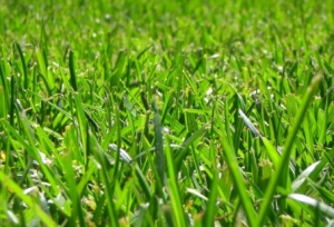 green_lawn